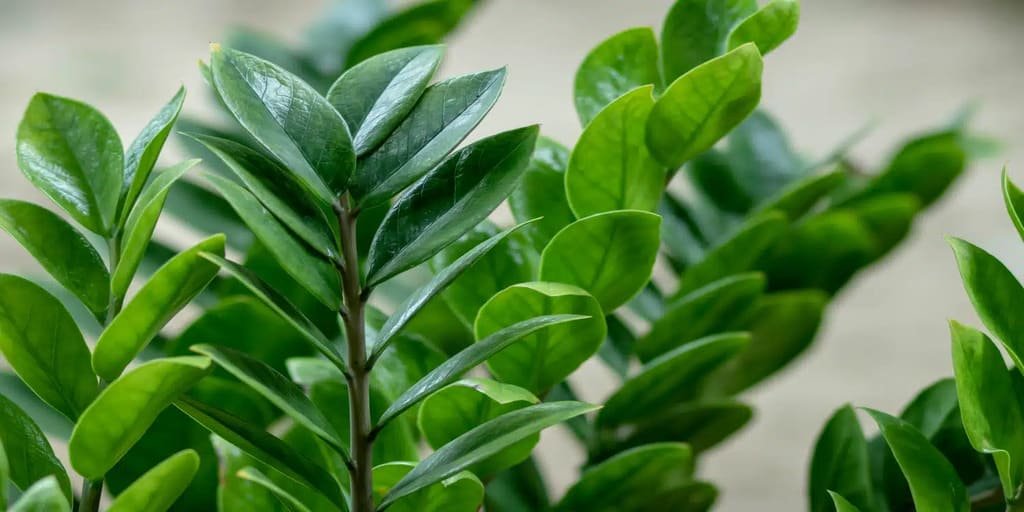 Conheça 7 plantas para interiores 6