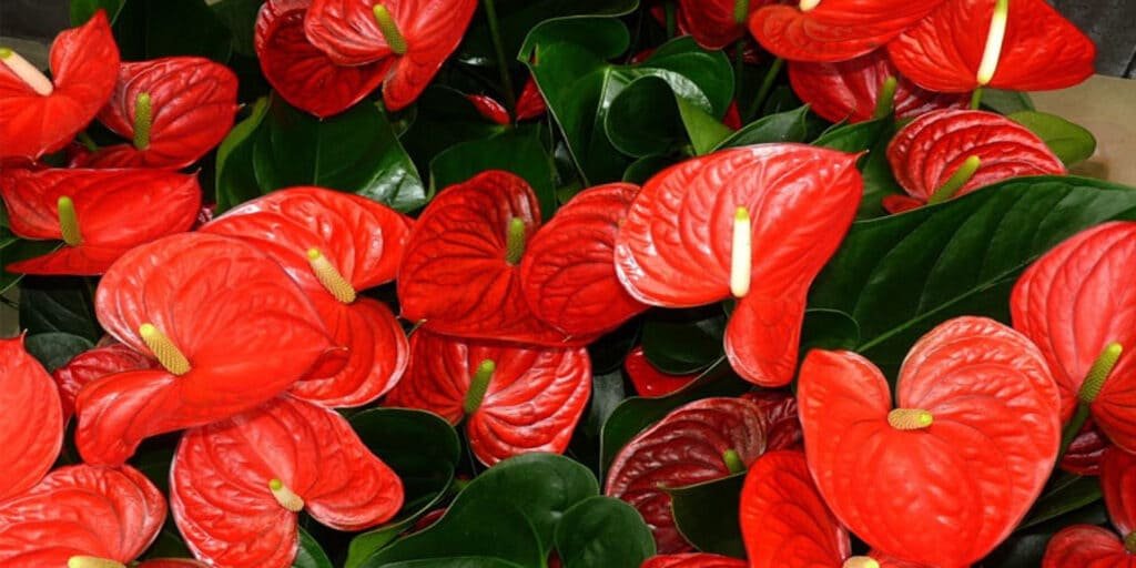 Conheça 7 plantas para interiores 3