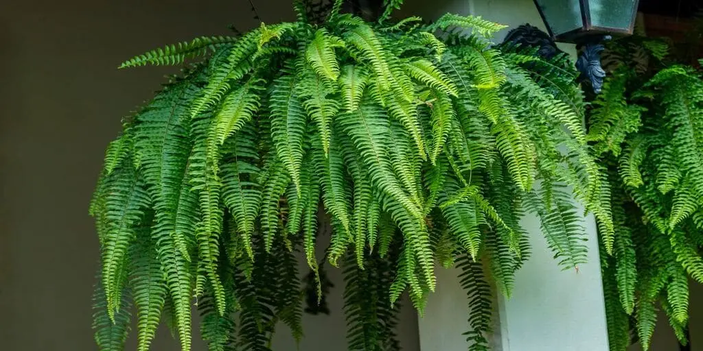 Conheça 7 plantas para interiores 9 plantas