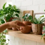 Como criar uma prateleira viva plantas
